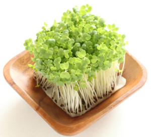 Broccoli Sprouts with Plate