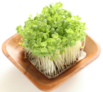 Broccoli Sprouts with Plate Web